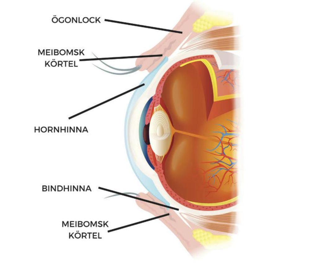 Avesyn ögonklinik hur ser ögat ut