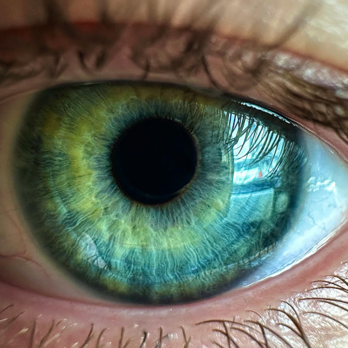 Närbild på ett öga – visar iris, pupill och ögonvita i detalj. Symboliserar ögats komplexitet och funktion.